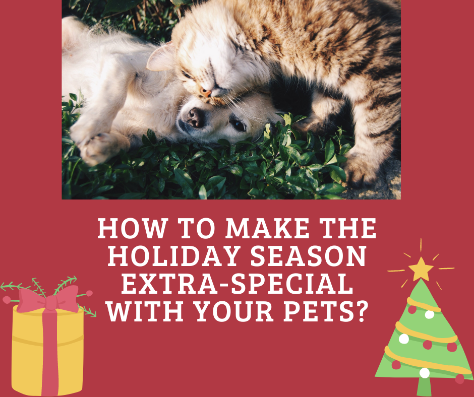 Pet Christmas blog