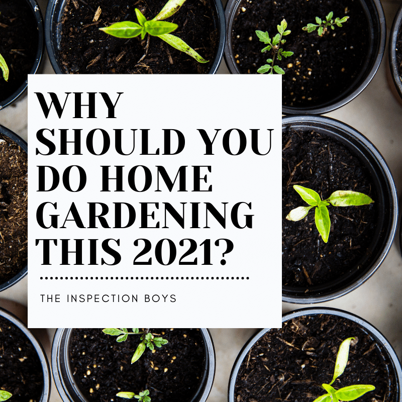 Why you should do home gardening this 2021?