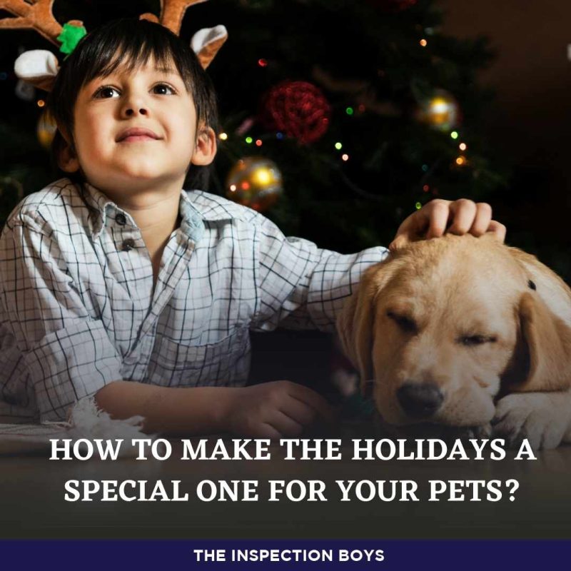 How to make the holidays a special one for your pets?