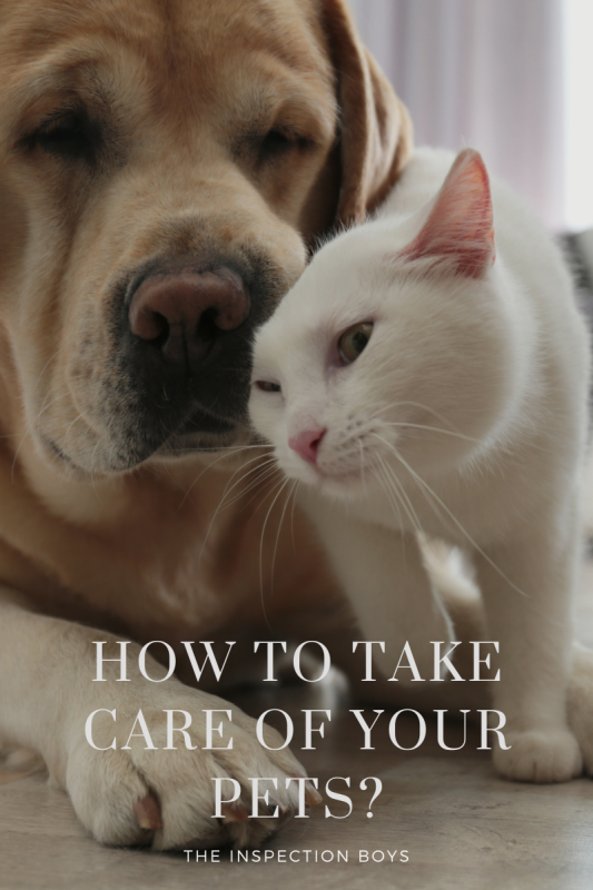 How to take care of your pets?