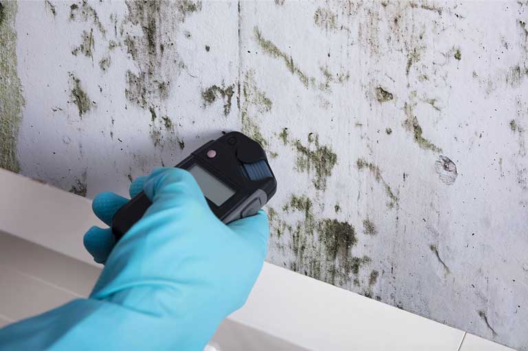 mold inspection