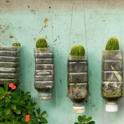 Build a living plant wall