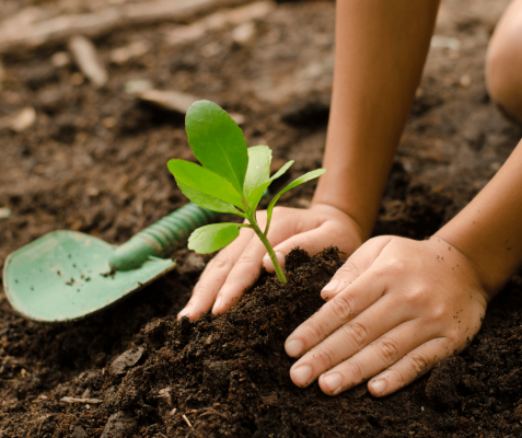 planting