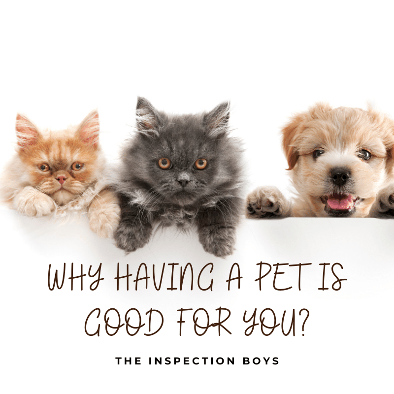 Why Having a pet is good for you?