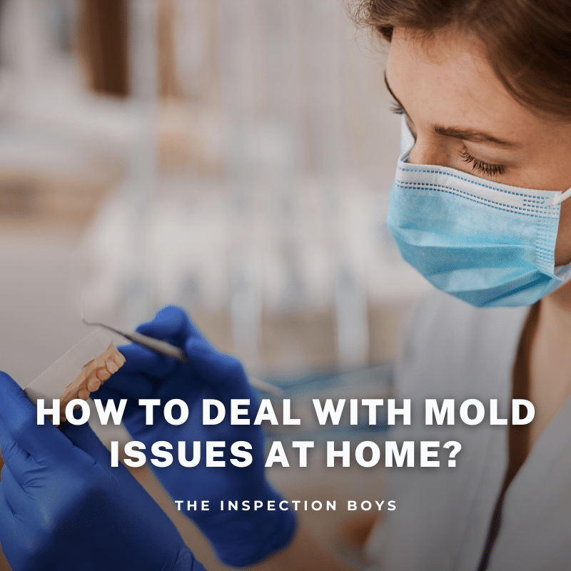 How To Deal With Mold Issues at Home?