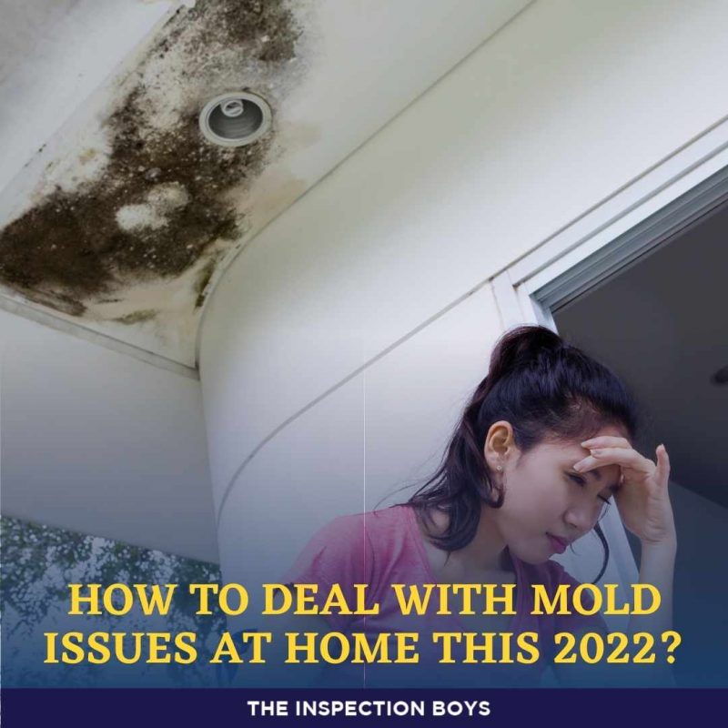 How to deal with mold issues this 2022?
