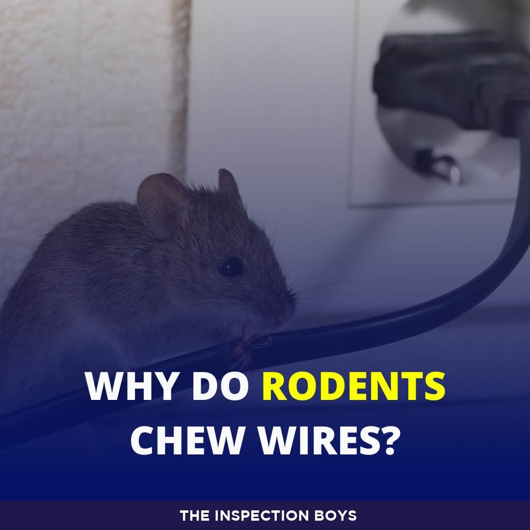 Why Do Rodents Chew Wires? Nassau County Home Inspections